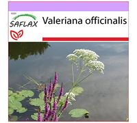 Saflax Valériane - 1 sachet