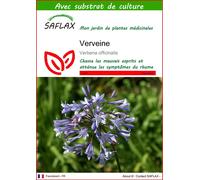 SAFLAX - Verveine - 250 graines - Avec substrat - Verbena