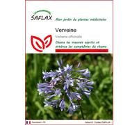SAFLAX - Verveine - 250 graines - Verbena