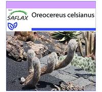 SAFLAX - Vieil homme des Andes - 40 graines - Oreocereus celsianus