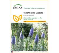 SAFLAX - Vipérine de Madère - 100 graines - Echium fastuosa