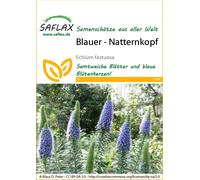 SAFLAX - Vipérine de Madère - 100 graines - Echium
