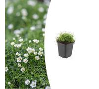 Sagina subulata | 24 pièces - 10-25cm - Ø9cm - Plante de jardin