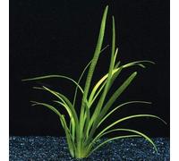 SAGITTARIA NATANS - 1 Bouquet - Live Plante pour Aquarium