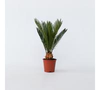 Plant in a Box - Palmier sagou - Cycas Revoluta - Hauteur 45-60cm - Pot 15cm - Plante d’intérieur décorative - Feuillage exotique persistant - Croissance lente, facile à entretenir