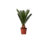 Sagou du Japon - Cycas revoluta - Hauteur 45-60cm - d15cm