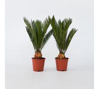 Sagou du Japon - Set de 2 - Cycas revoluta - Hauteur 45-60cm - ⌀15cm