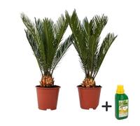 Sagou du Japon - Set de 2 - Cycas revoluta - Hauteur 45-60cm - d15cm