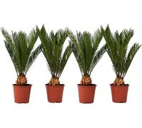 Sagou du Japon - Set de 4 - Cycas revoluta - Hauteur 45-60cm - ⌀15cm