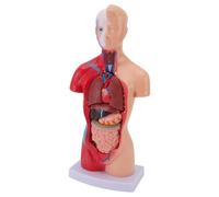 Sahgsa Modèle anatomique interactif - Modèle de corps humain - 15 pièces - Outil d'apprentissage pour étudiants en médecine - Avec 14 organes amovibles - Pour les écoles et les familles