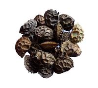 Sainfoin Simple - 15 grammes - Onobrychis Viciifolia - Onobrychis - (Engrais vert) - SEM05