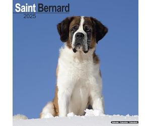 Saint Bernard Calendar 2025 Square Dog Breed Wall Calendar - 16 Month