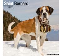 Saint Bernard Calendar 2026 Square Dog Breed Wall Calendar - 16 Month