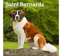 Saint Bernards | Calendrier mural mensuel carré 2026 30,5 x 61 cm | Sans plastique | BrownTrout | Animaux races de chiens