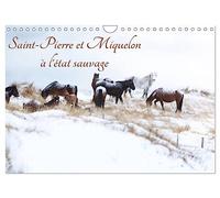 Saint-Pierre et Miquelon à l'état sauvage (Calendrier mural 2026 DIN A4 horizontal), CALVENDO calendrier mensuel