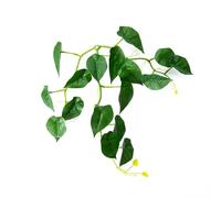 Saiyana Décoration D'aquarium pour Lit De Repos De Poissons Hamac À Feuilles Lit De Frai pour Bettas Accessoires D'aménagement Paysager De Terrarium