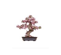 ROLIFE - SAKURA BONSAI Multicolore