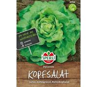 Salade (laitue de tête) Dynamite