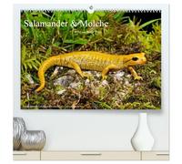 Salamander und Molche (hochwertiger Premium Wandkalender 2026 DIN A2 quer), Kunstdruck in Hochglanz: Fotokalender mit Bildern von Molchen und Salamandern