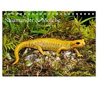 Salamander und Molche (Tischkalender 2026 DIN A5 quer), CALVENDO Monatskalender: Fotokalender mit Bildern von Molchen und Salamandern