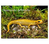 Salamander und Molche (Wandkalender 2026 DIN A2 quer), CALVENDO Monatskalender: Fotokalender mit Bildern von Molchen und Salamandern