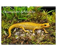Salamander und Molche (Wandkalender 2026 DIN A3 quer), CALVENDO Monatskalender: Fotokalender mit Bildern von Molchen und Salamandern