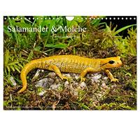 Salamander und Molche (Wandkalender 2026 DIN A4 quer), CALVENDO Monatskalender: Fotokalender mit Bildern von Molchen und Salamandern