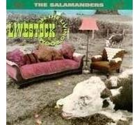 Salamanders - Live Stock in The Living Room