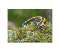 Salamandre de feu，Puzzle pour Adultes 1000 Pièces en Papier Puzzles Jeu Cadeau Accueil Décoratif Mots Croisés（50x70cm）-AC62