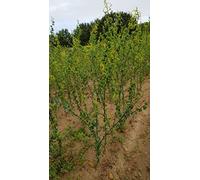 Salix babylonica 'Crispa' / Saule de Napoléon/Conteneur de 2 à 2.9 litres