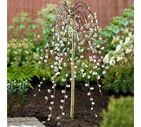 Salix Caprea Pendula « Kilmarnock », saule pleureur pour petits jardins