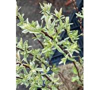 Salix integra 'Flamingo'® - Saule 30-40 cm en pot