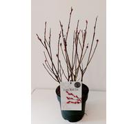 Salix Mount Aso - Saule géant rose 50-60cm arbuste - Saule chaton avec chatons roses - Saule géant résistant au froid