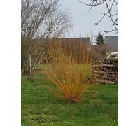 Salix viminalis/Osier des vanniers/Conteneur de 2 à 2.9 litres/Saule osier