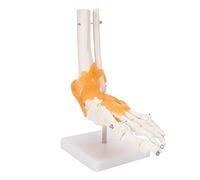 Saluaqui Articulation du Pied Humain 1:1 avec Ligaments, Structure | Affichage d\'os de cheville de ligaments flexibles de squelette de pied de PVC approprié à l\'explication de patient