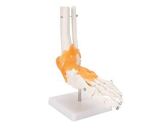 Saluaqui Articulation du Pied Humain 1:1 avec Ligaments, Structure | Affichage d\'os de cheville de ligaments flexibles de squelette de pied de PVC approprié à l\'explication de patient