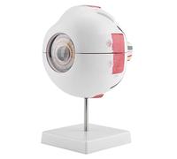 Saluaqui Gromnification 6X Modèle de Globe Oculaire Humain pour l'enseignement de l'étude d'anatomie - Parties Oculaires Amovibles Détaillées à Usage éducatif avec des Couches de Réfraction