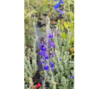 Salvia chamaedryoides 'Silver Leaves' / Sauge bleue du Mexique/Conteneur de 3 à 4 litres/Vivace