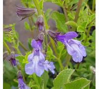 Salvia chamelaeagna/Sauge prostrée/Conteneur de 3 à 4 litres/Vivace