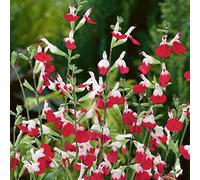 Salvia Hot Lips - Plante vivace à fleurs parfumée et éclatante - Plante de jardin en pot