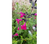 Salvia microphylla 'Pink Blush' / Sauge arbustive/Conteneur de 3 à 4 litres/Vivace