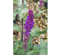 Salvia nemorosa 'New Dimension Blue' / Sauge des bois/Conteneur de 3 à 4 litres/Vivace