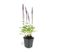 Salvia Nemorosa 'Ostfriesland' pour Bordure, Violet, H10-25cm, Lot de 12