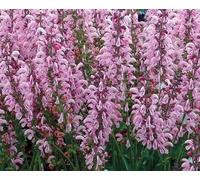 Salvia pratensis Rose Rhapsody - Sauge des près, vivace