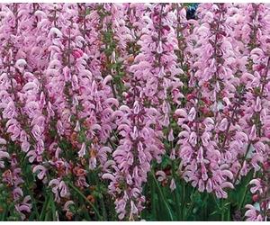 Salvia pratensis Rose Rhapsody - Sauge des près, vivace