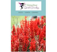 Salvia splendens Blaze Of Fire - Sauge éclatante - rouge