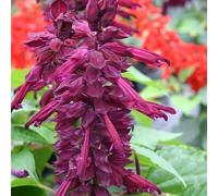 Salvia splendens Purple- Sauge éclatante