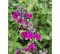 Salvia x jamensis VIOLETTE DE LOIRE® 'Barsal' / Sauge arbustive violette/Conteneur de 3 à 4 litres/Vivace