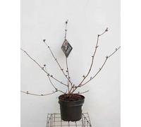 Sambucus nigra 'Black Beauty'® ('gerda'®) - Schwarze Holunderbeere 60- 80 cm - Container