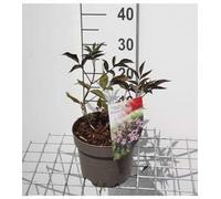 Sambucus nigra 'Black Beauty'® ( 'gerda'®) - Sureau noir 30- 40 cm - conteneur